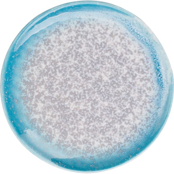 Фото Тарелка «Нептун»; фарфор; D=15,H=1.5см; бирюз.,белый Тарелка «Нептун»; фарфор; D=15,H=1.5см; бирюз.,белый